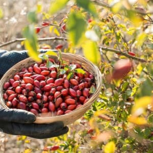 Viên Nang Nature Love OPC Traubenkernextrakt - Chống Oxi Hoá, Thoái Hoá 9 Viên Nang Nature Love OPC Traubenkernextrakt - Chống Oxi Hoá, Thoái Hoá