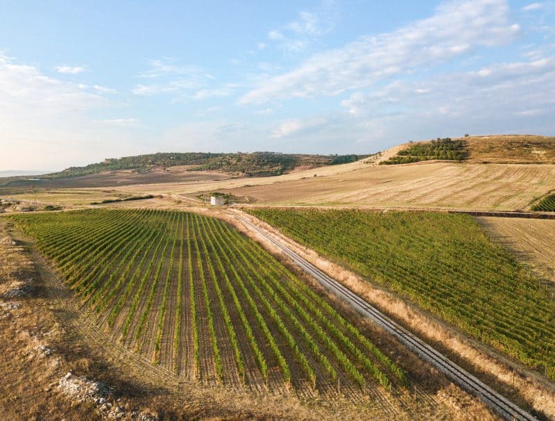 Rượu Vang Đỏ A.D. Primitivo Murgia Rosso I.G.P 4 Rượu Vang Đỏ A.D. Primitivo Murgia Rosso I.G.P