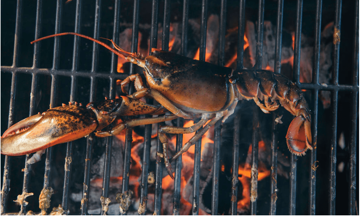 So Sánh Hai Phương Pháp Nướng Trực Tiếp Và Nướng Gián Tiếp 1 Tôm hùm đang được nấu trực tiếp trên than đang cháy.