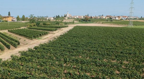 Rượu Vang Trắng Castelnuovo del Garda Vino Bianco Sweet Life 4 Rượu Vang Trắng Castelnuovo del Garda Vino Bianco Sweet Life-1